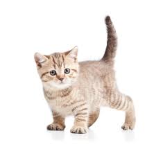 small kitten